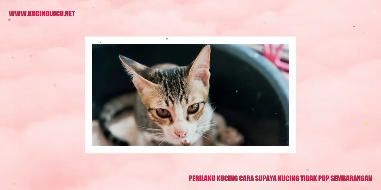 Perilaku Kucing