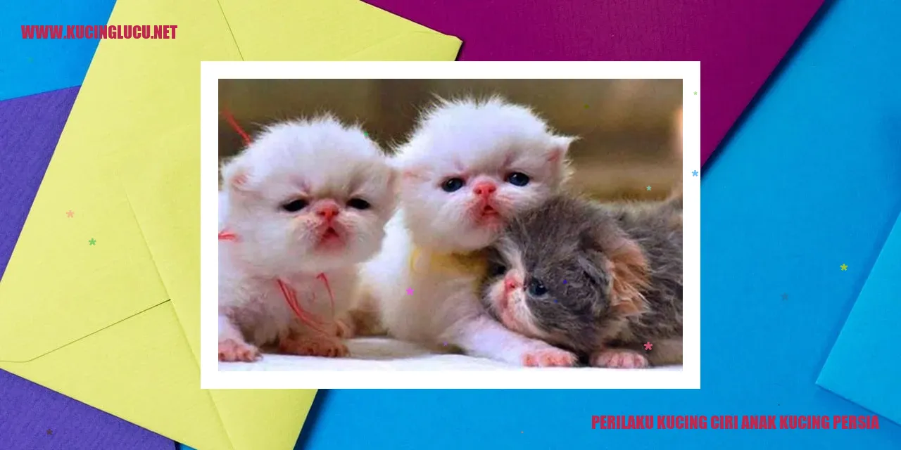 Kucing Persia