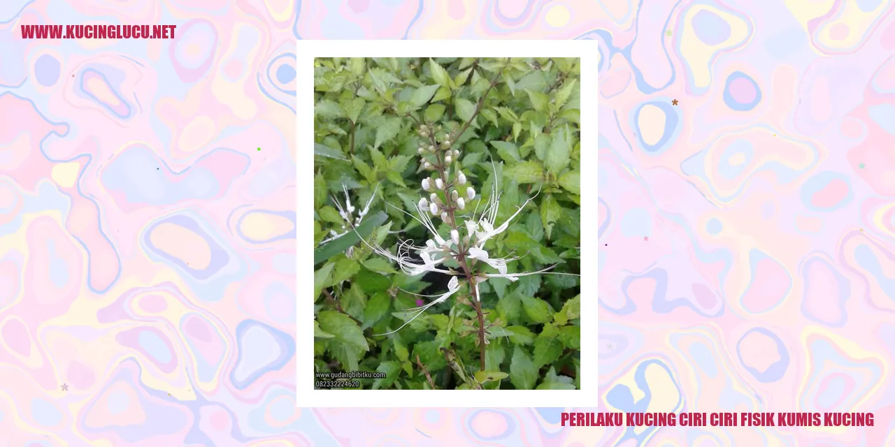 Foto Kucing