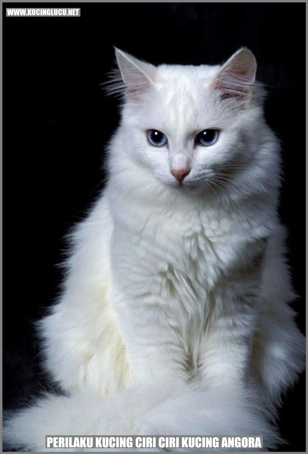 Kucing Angora