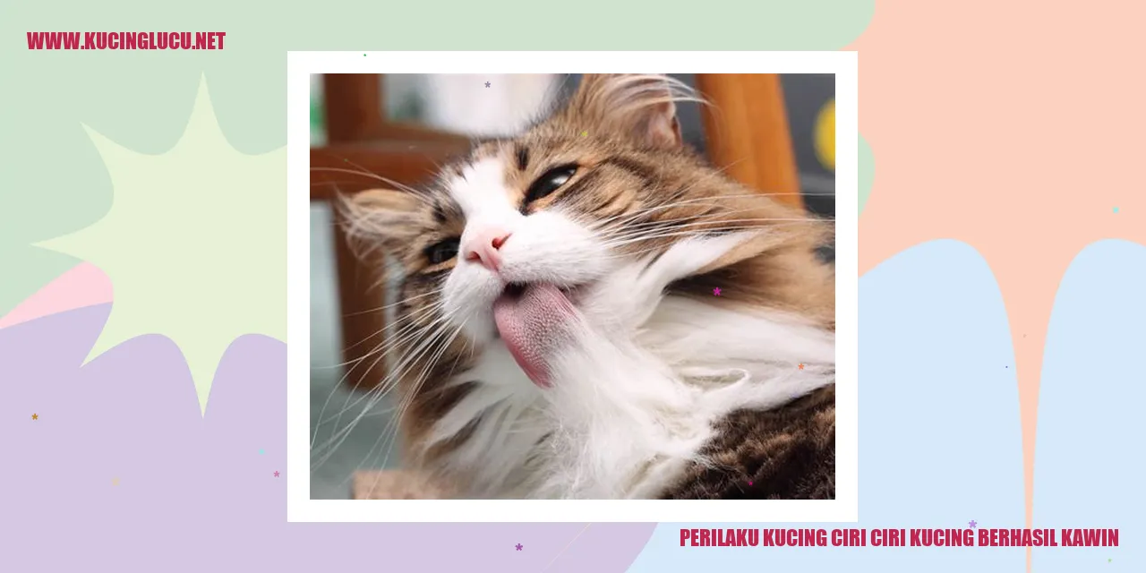 Perilaku Kucing