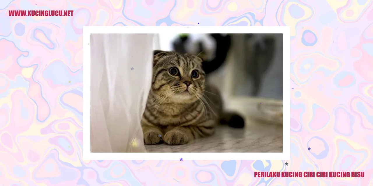 Perilaku Kucing: Tanda-tanda Kucing yang Tidak Bersuara