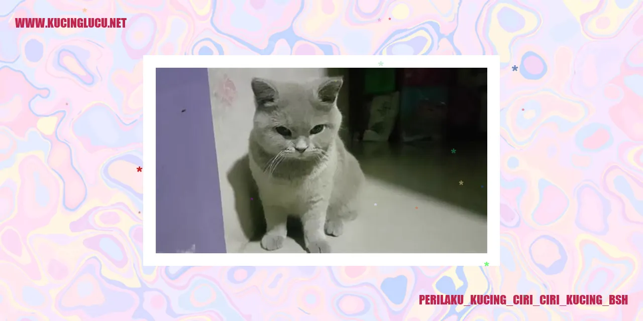 Perilaku Kucing BSH