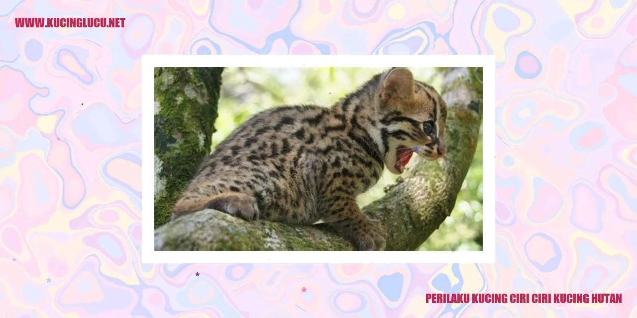 Perilaku Kucing Hutan