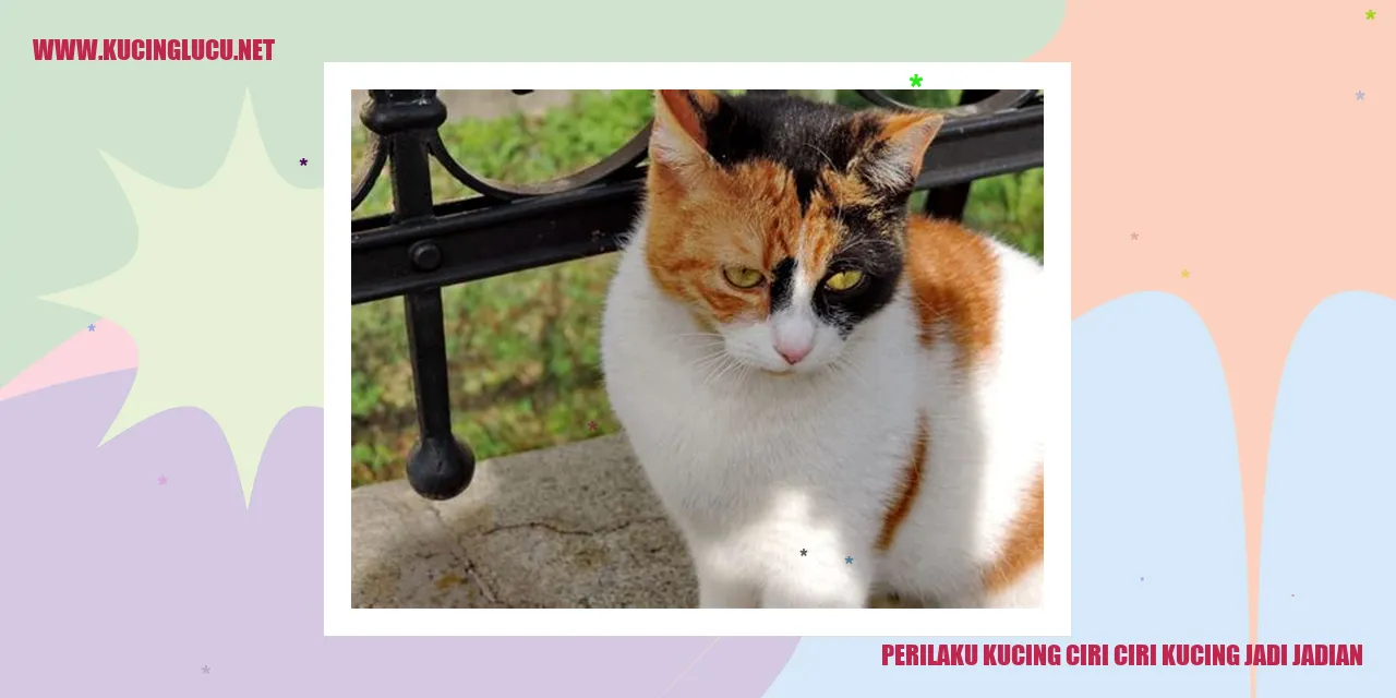 Foto kucing