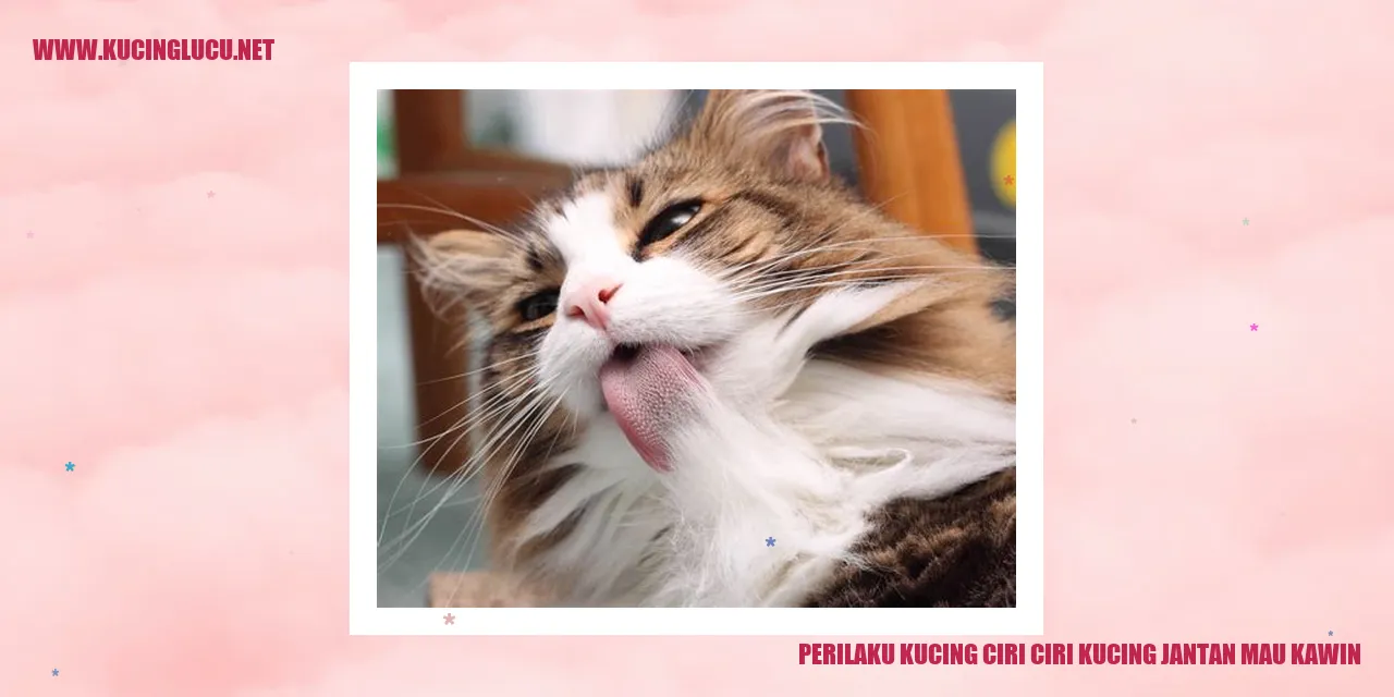 Perangai Kucing Jantan yang Mau Kawin