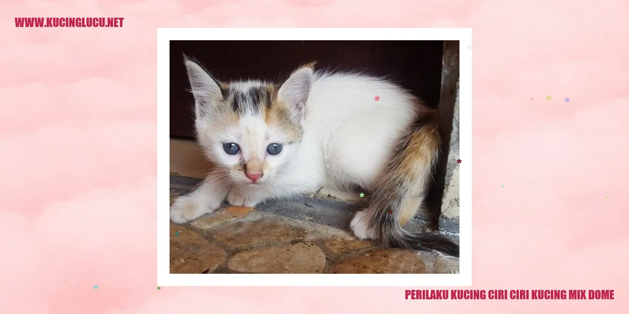 Perilaku Kucing Mix Dome