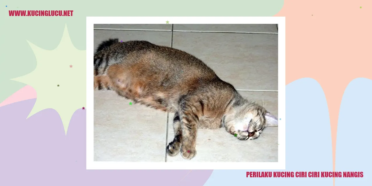 Perilaku Kucing ciri ciri kucing nangis