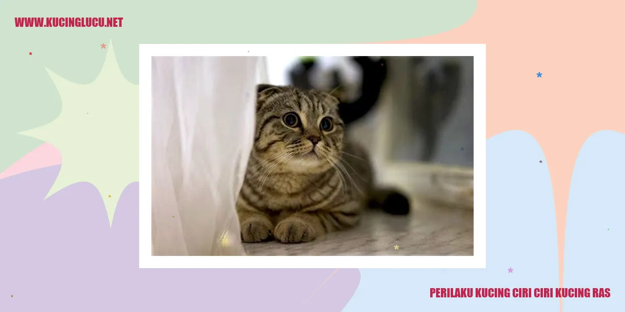 Perilaku Kucing