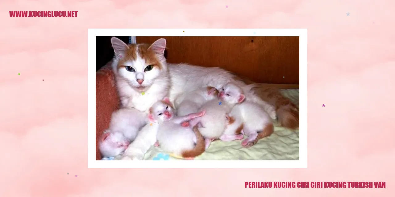 Perilaku Kucing Turkish Van