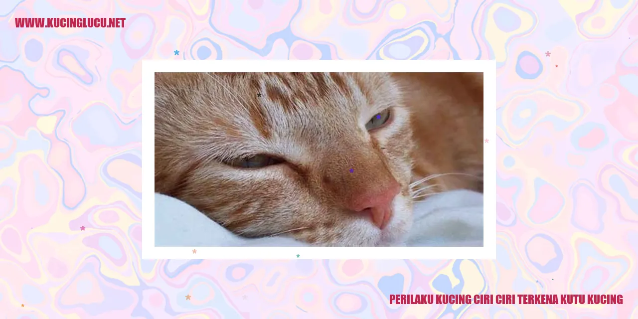 Perilaku Kucing Ciri-Ciri Terkena Kutu Kucing
