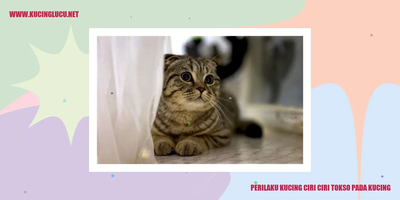 Kucing sedang bermain di taman