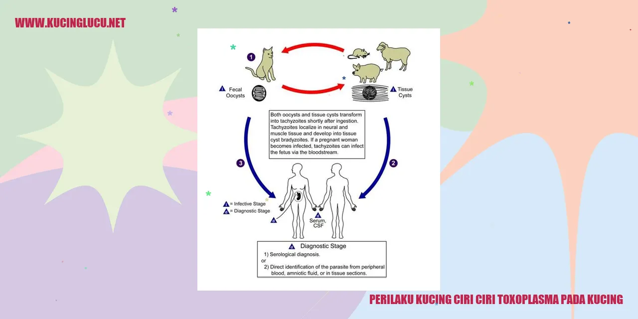 Perilaku Kucing ciri ciri toxoplasma pada kucing