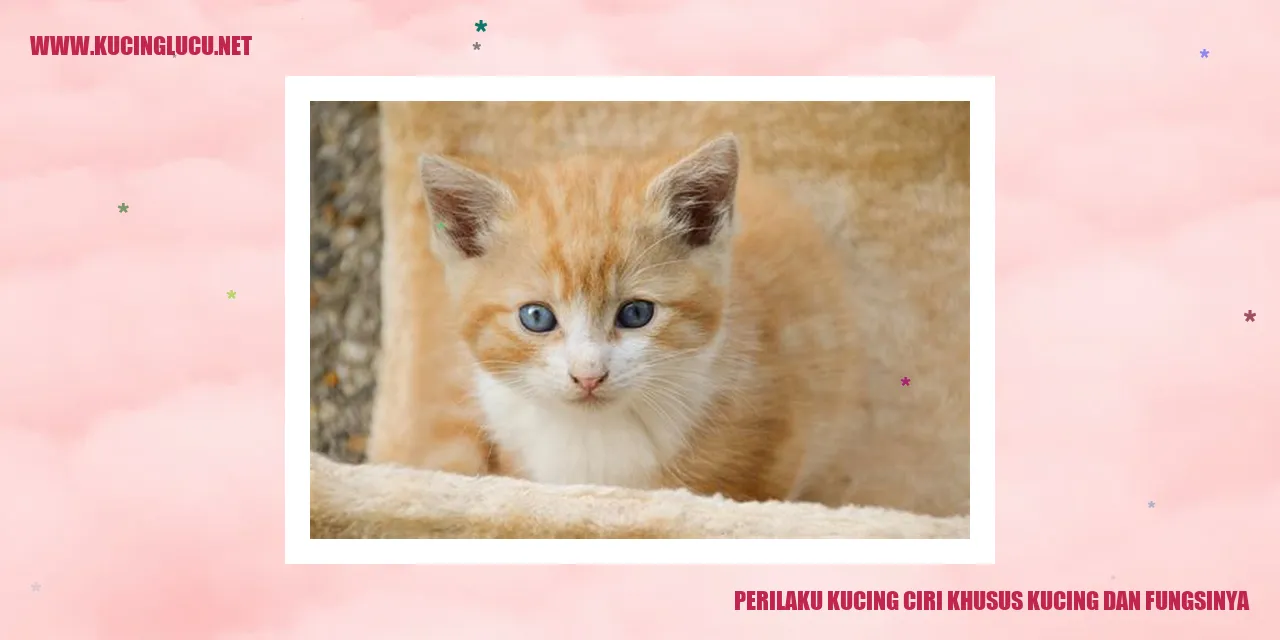 Perilaku Kucing