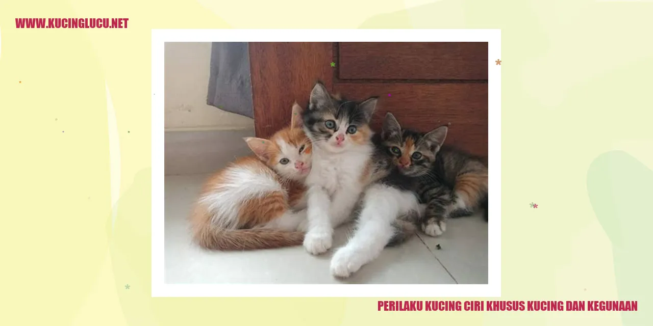 Gambar Kucing