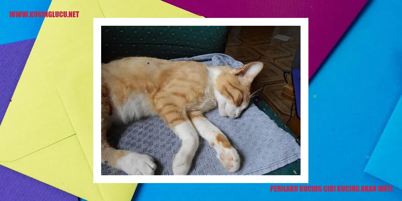 Perilaku Kucing ciri kucing akan mati