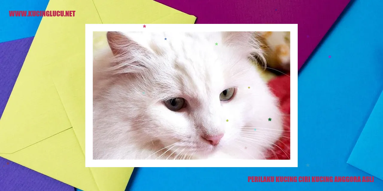 Gambar kucing anggora asli