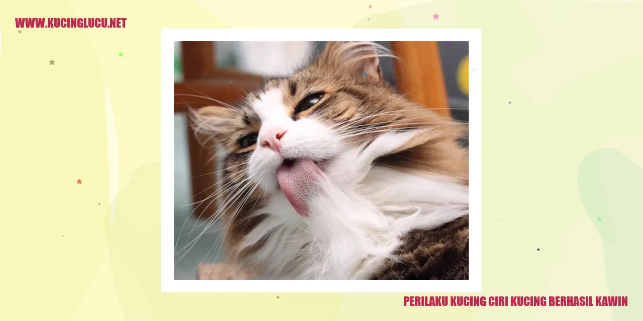 Gambar perilaku kucing yang ciri kucing berhasil kawin