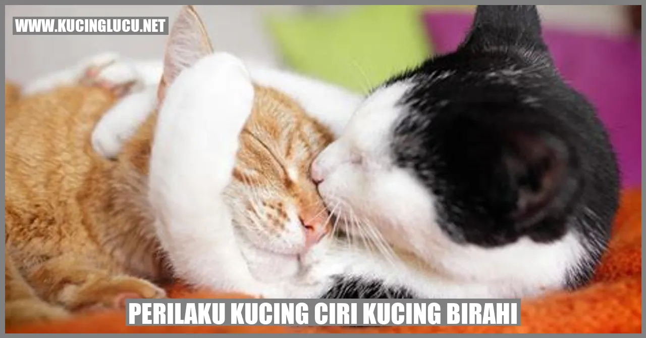 Perilaku Kucing ciri kucing birahi