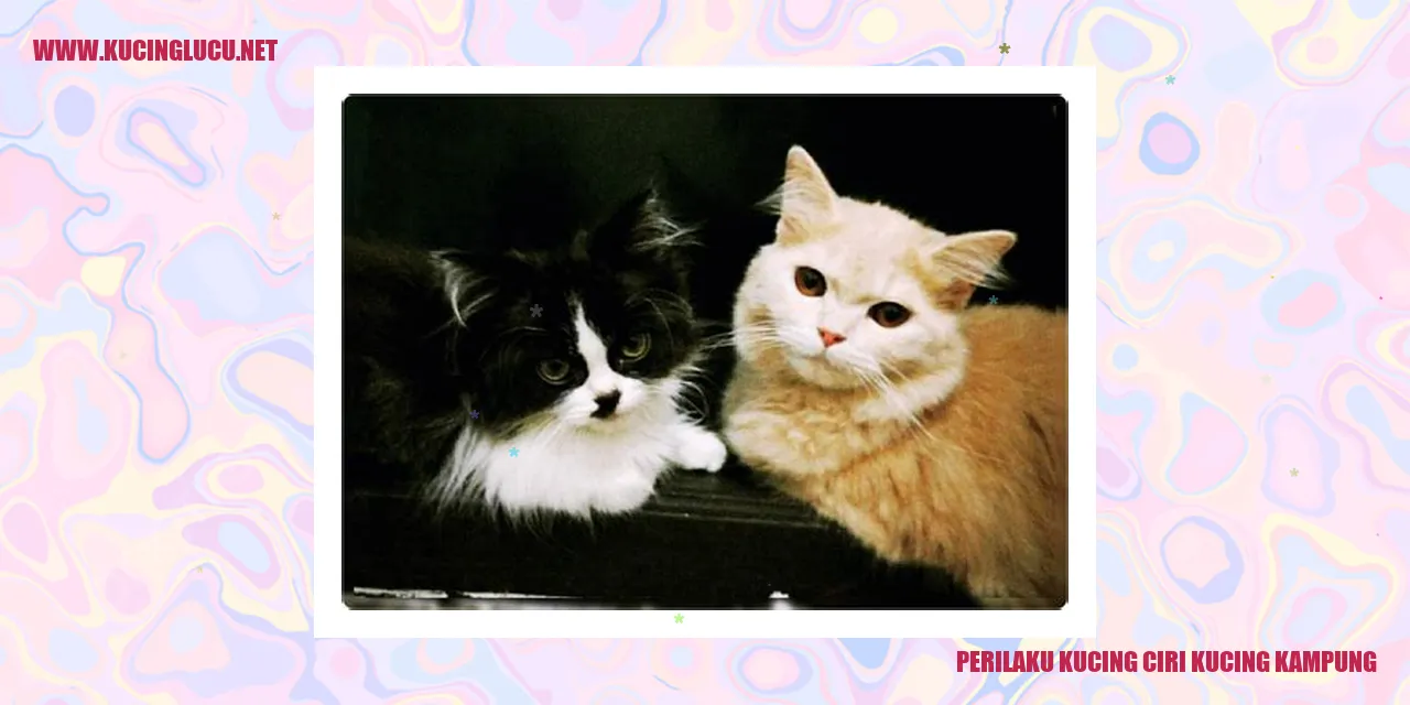 Perilaku Kucing ciri kucing kampung