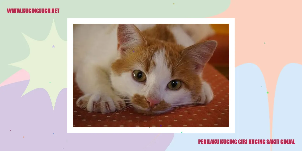 Perilaku Kucing dengan Ciri Sakit Ginjal