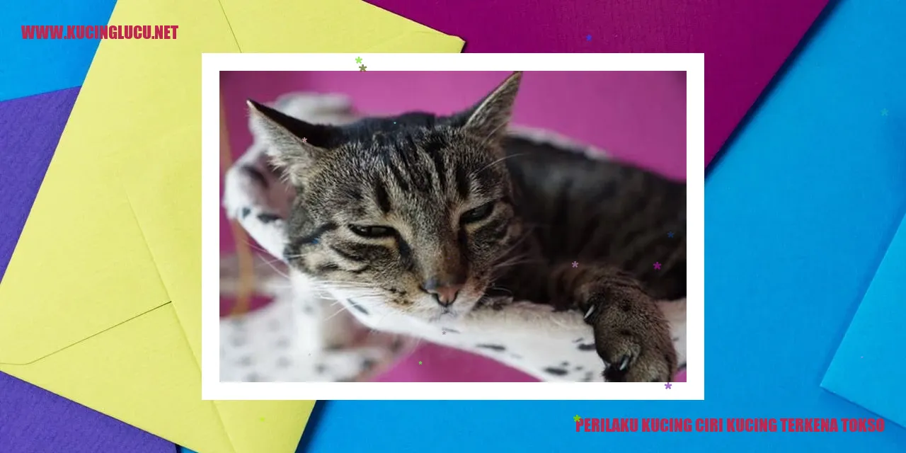 Perilaku Kucing ciri kucing terkena tokso