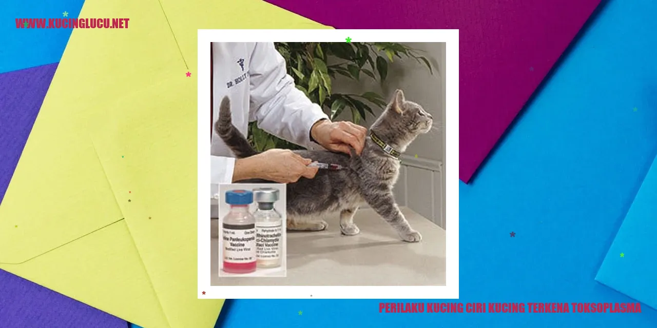 gambar kucing yang terkena toksoplasma