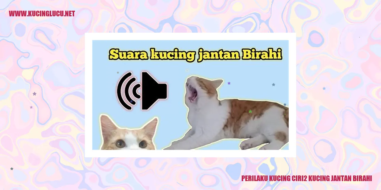 Perilaku Kucing Jantan Birahi
