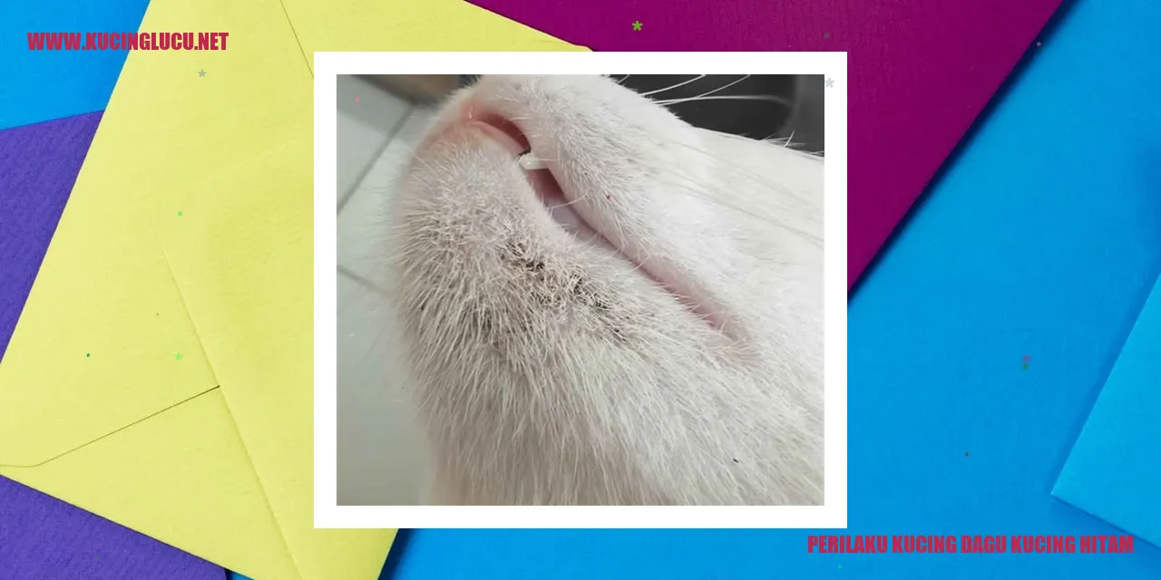 Perilaku Kucing Dagu Kucing Hitam