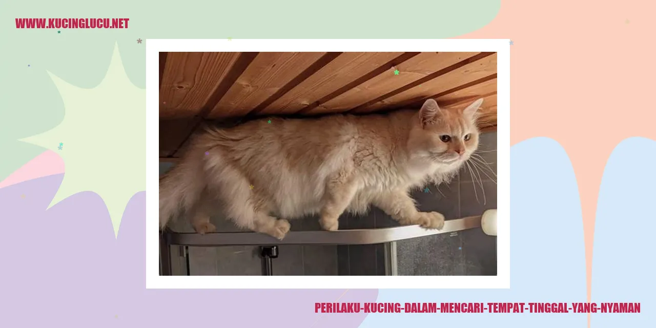 Perilaku Kucing dalam Mencari Tempat Tinggal yang Nyaman