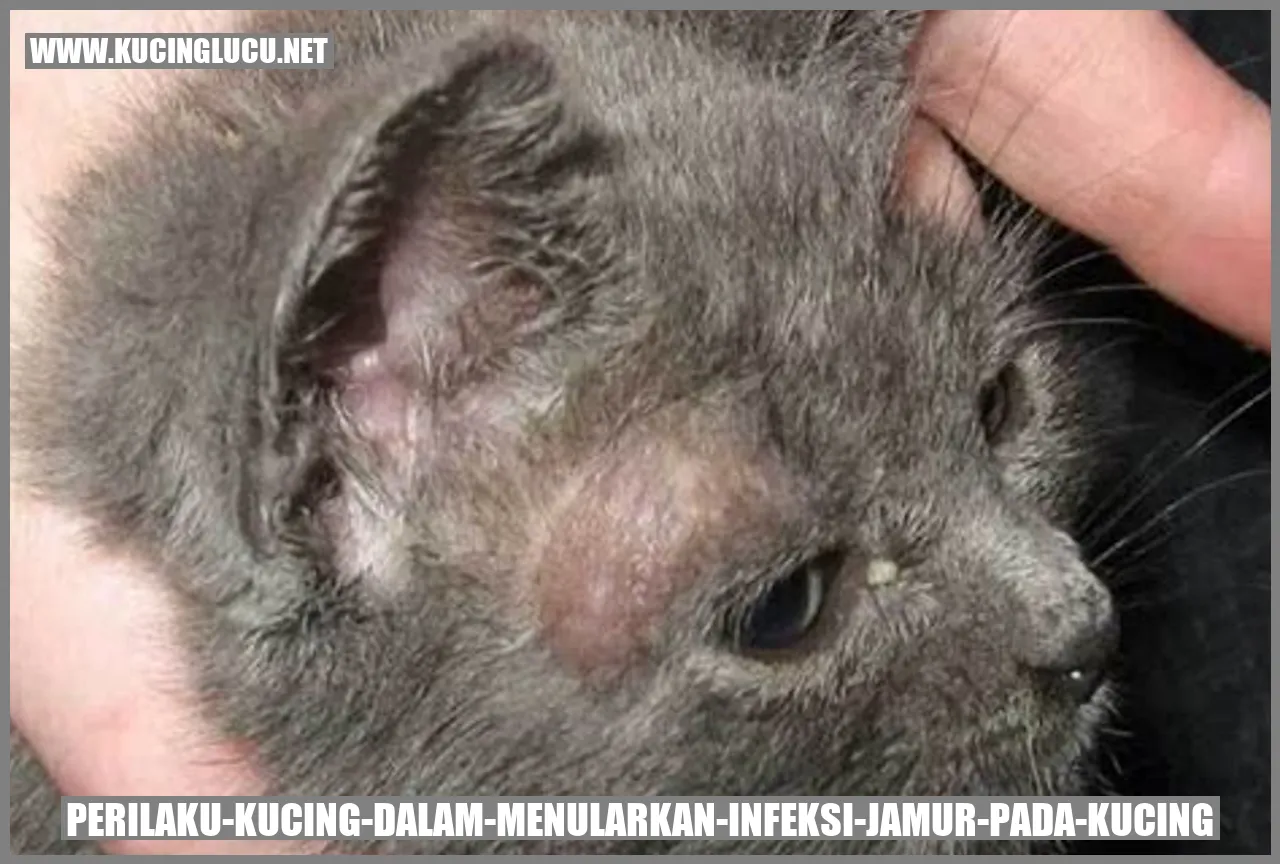 Perilaku Kucing dalam Menularkan Infeksi Jamur pada Kucing
