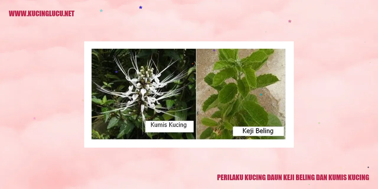 Perilaku Kucing Daun, Keji Beling, dan Kumis Kucing