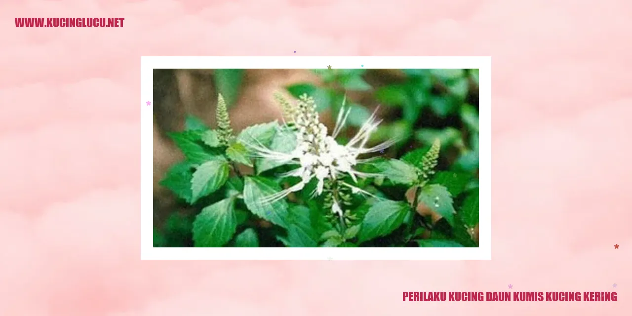 Gambar kucing daun kumis kucing kering