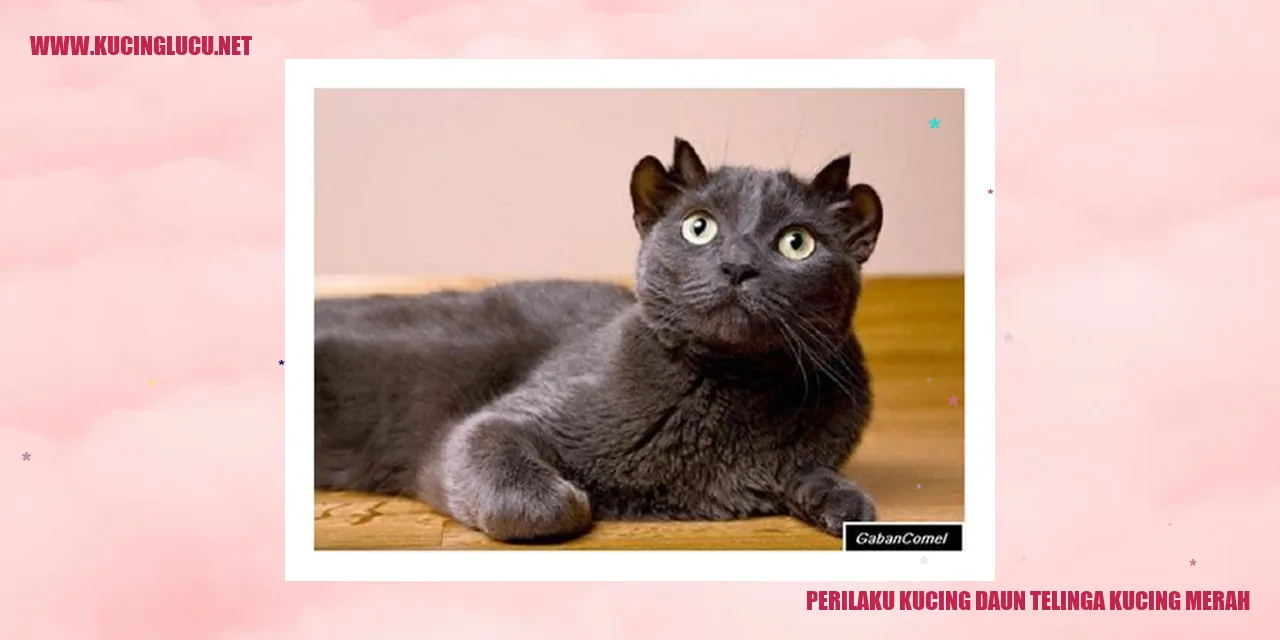 Kucing Daun Telinga Merah