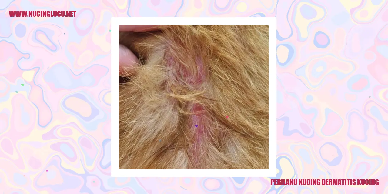 Perilaku Kucing Dermatitis Kucing