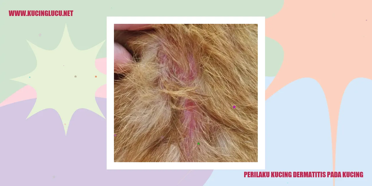 Perilaku Kucing Dermatitis pada Kucing