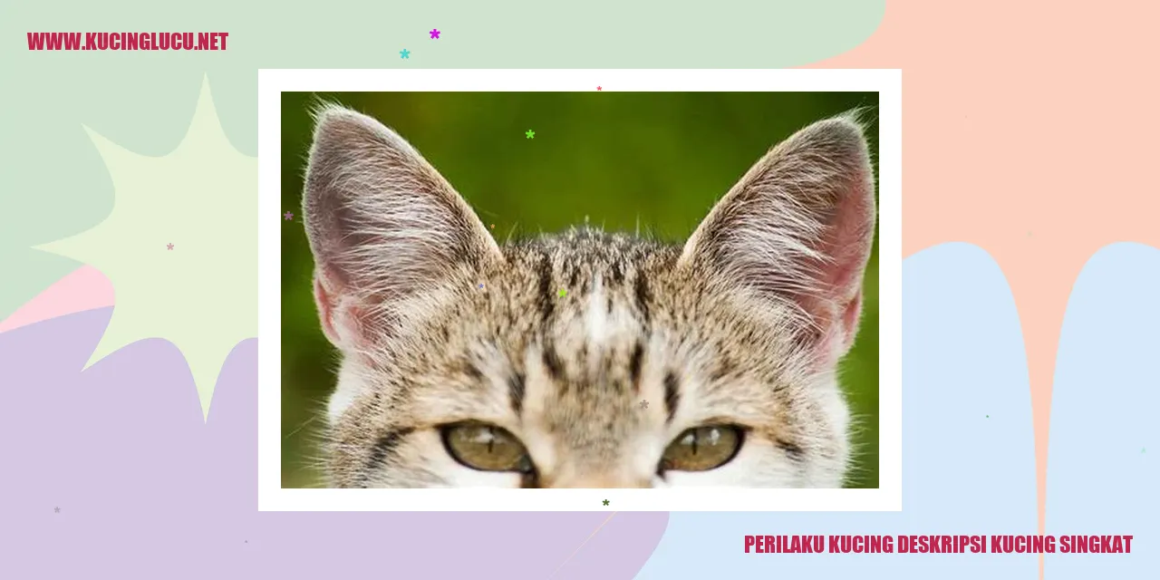Gambar kucing menggemaskan