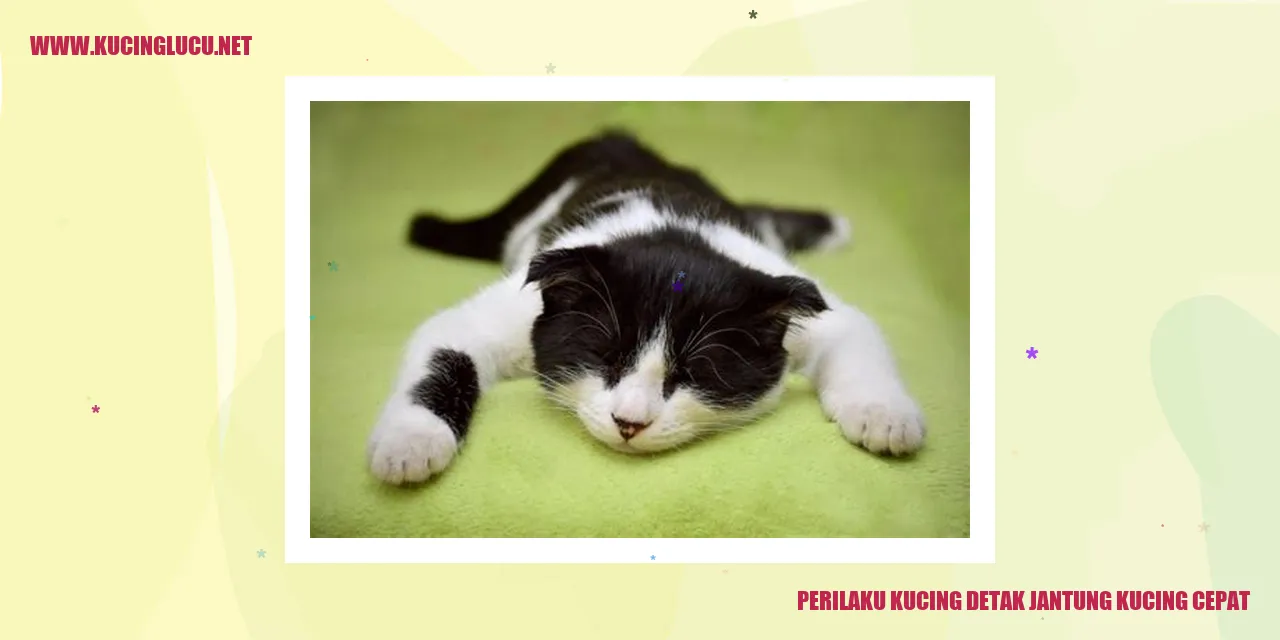 Perilaku Kucing