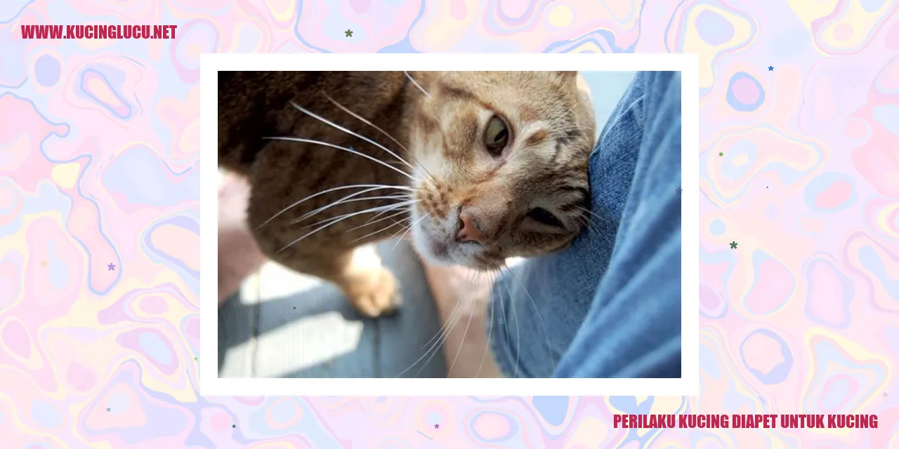 Gambar Perilaku Kucing diapet untuk kucing