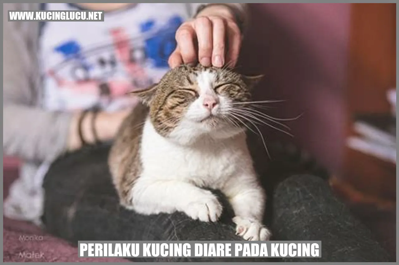 Perilaku Kucing diare pada kucing