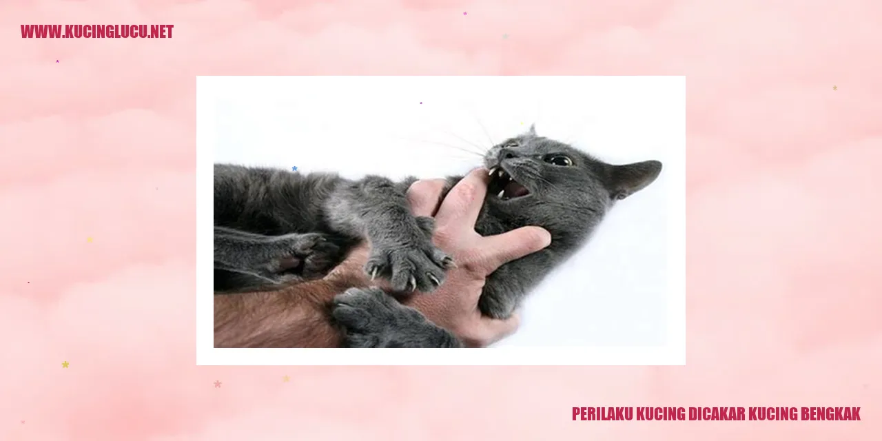 Kucing merasa terganggu dan bengkak akibat cakaran dari sesama kucing