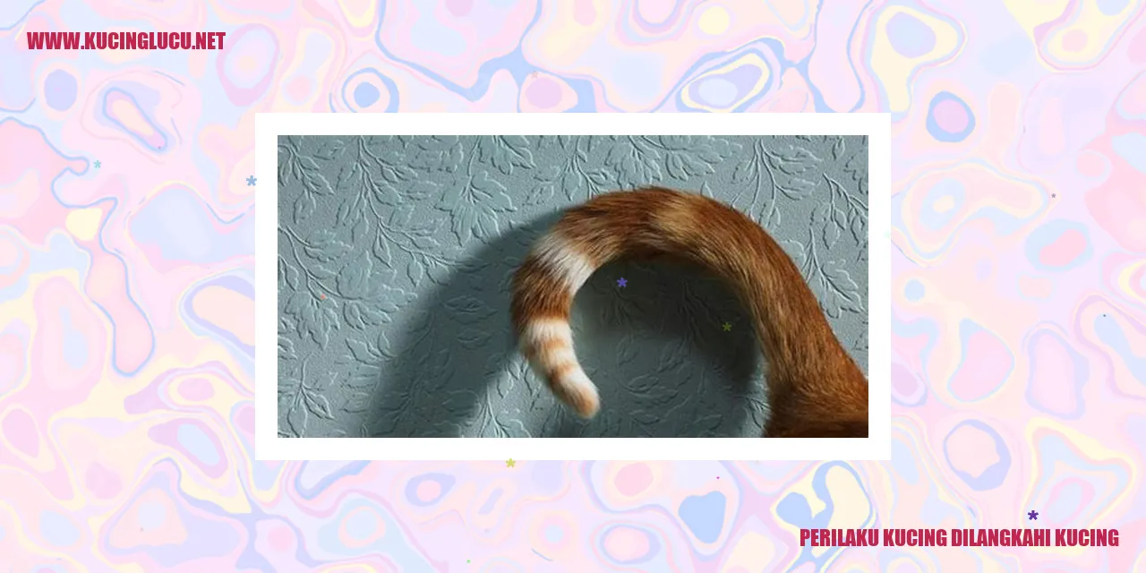 Kucing yang Dilangkahi