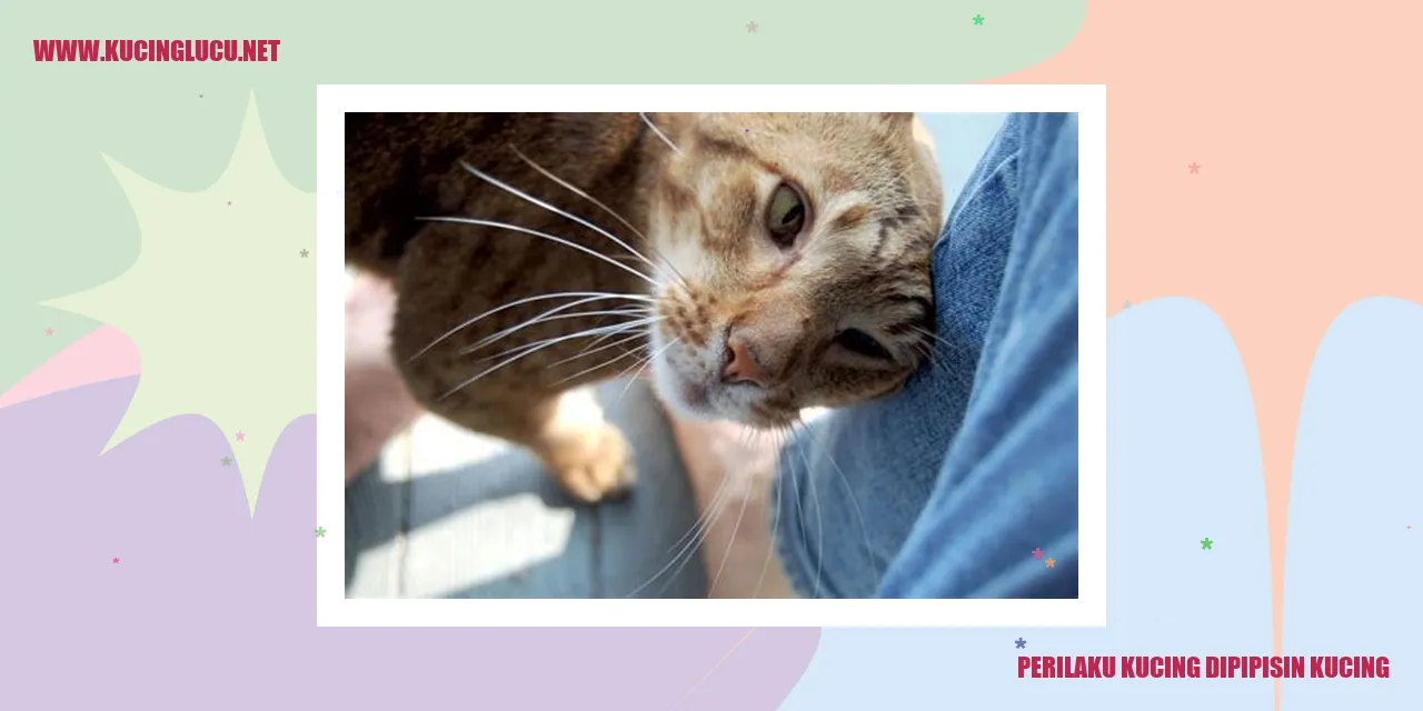 Illustrasi Kucing yang Buang Air Sembarangan