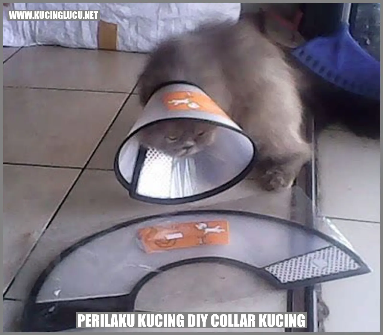 Perilaku Kucing DIY collar kucing