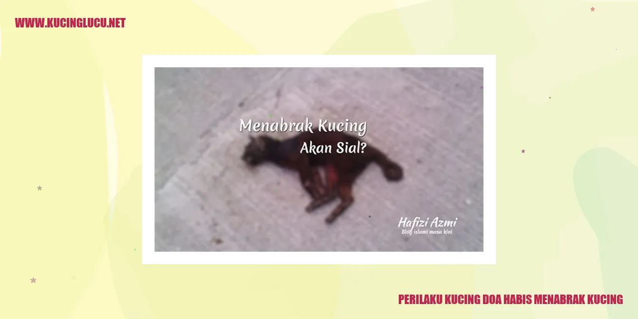 Perilaku Kucing doa habis menabrak kucing