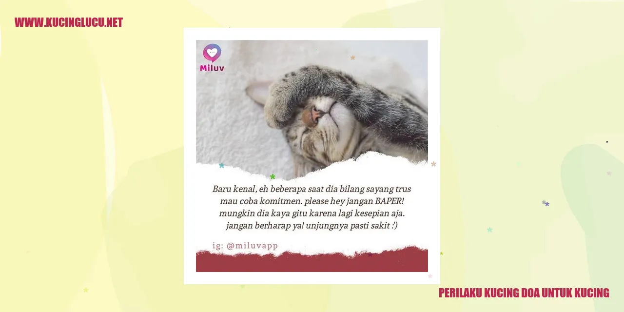 Perilaku Kucing