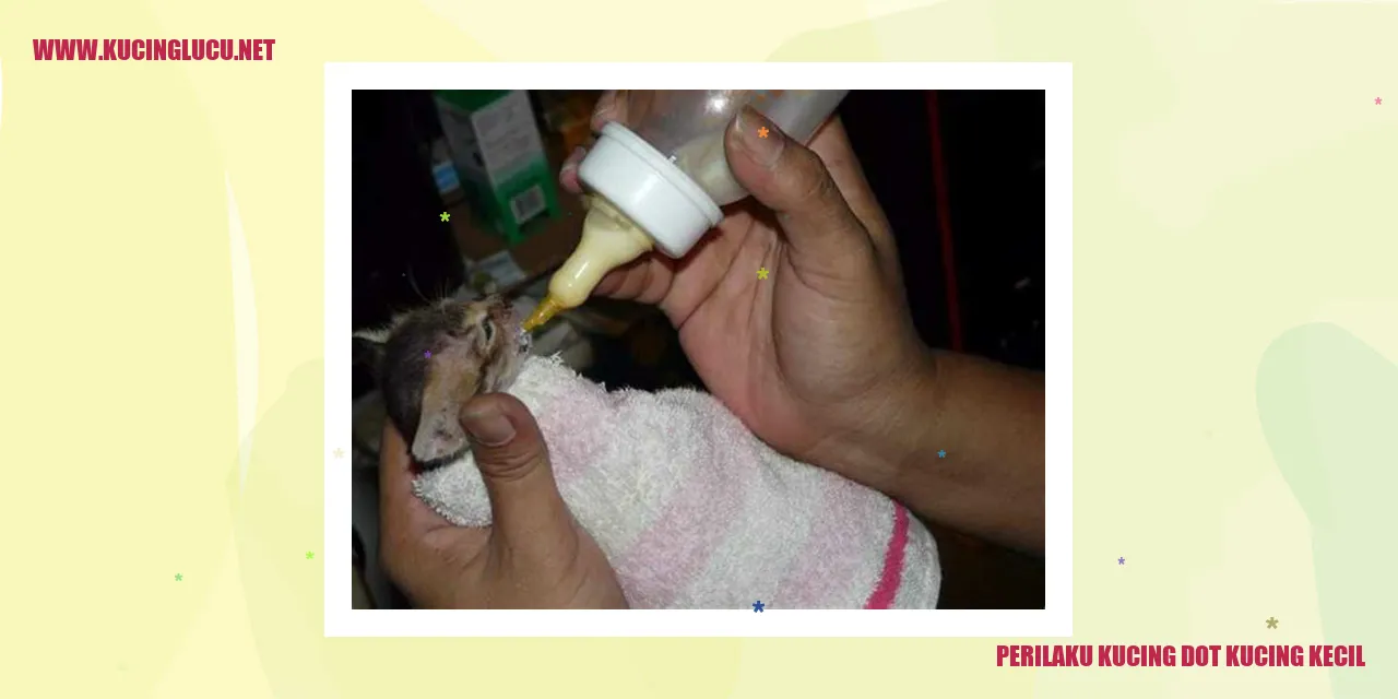 Perilaku Kucing Dot Kucing Kecil