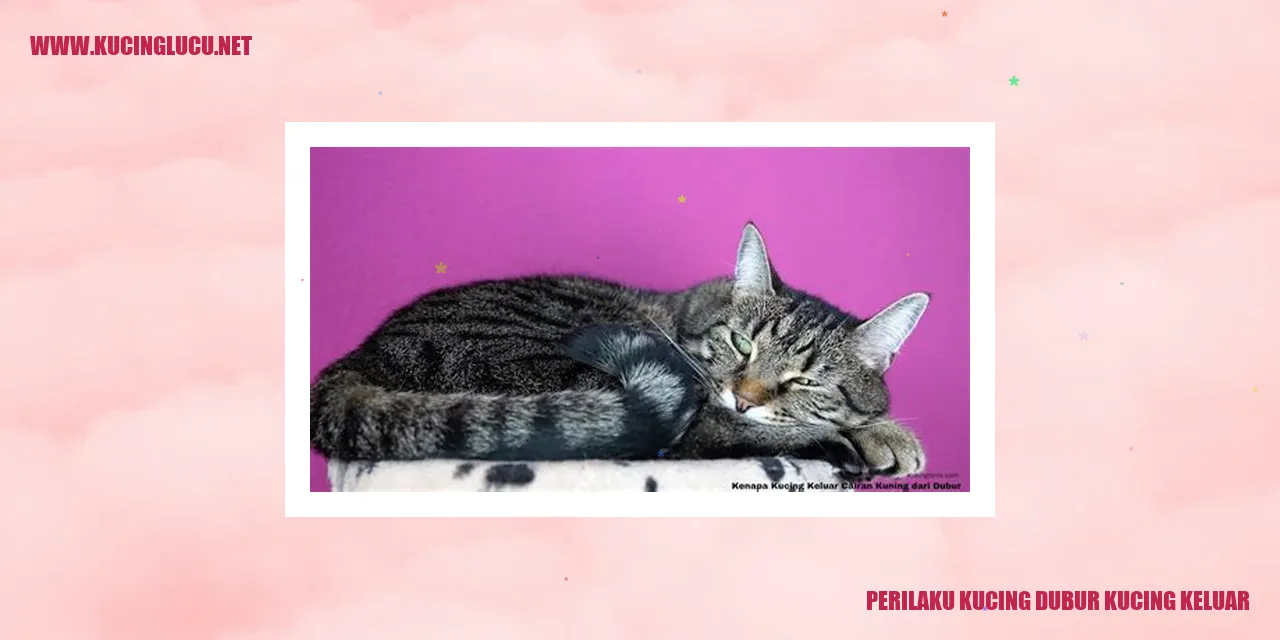 gambar kucing