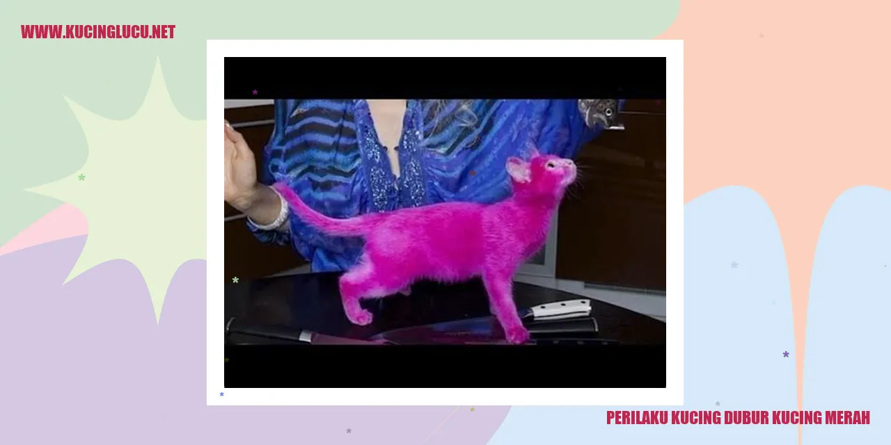 Kucing Dubur Kucing Merah