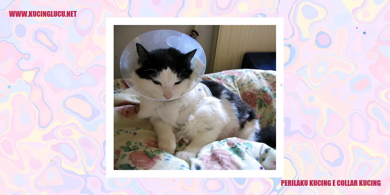 Perilaku Kucing dengan E-Collar